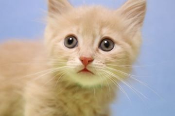 マンチカン【長野県・男の子・2021年5月21日・クリームタビー&ホワイト（セミロング）】の写真「珍しい綺麗な色の毛並みの男の子」