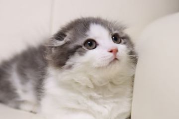 スコティッシュフォールド(折れ耳)【長野県・男の子・2017年11月8日・ブルータビー&ホワイト（セミロング）】の写真「耳折れの可愛いお顔のイケメン君」