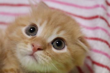 スコティッシュフォールド(折れ耳)【長野県・男の子・2019年5月18日・レッドタビー（フワフワ）】の写真「トイプーみたいな丸顔の可愛い男の子」