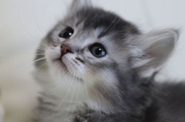 マンチカン【長野県・女の子・2017年10月18日・ソマリブルー】の写真「綺麗なブルー色、短足」