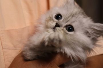 ミヌエット【長野県・女の子・2018年4月7日・チンチラシルバー（ロング）】の写真「遊び好きで大人しく人懐っこく後ろを追い掛けて来ます」