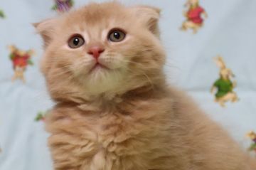 マンチカン【長野県・男の子・2020年8月29日・クリームタビー（セミロング）】の写真「まん丸男の子です。」