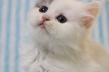 スコティッシュフォールド(立ち耳)【長野県・男の子・2018年2月23日・ブルー&ホワイト（セミロング）】の写真「人気のブルー＆ホワイト　お鼻と肉球はピンク色」