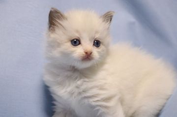 ラグドール【長野県・女の子・2022年1月27日・ブルーポイントバイカラー(長毛)】の写真「祖父母両親全兄弟共バイカラー構成チャンピオン血統」