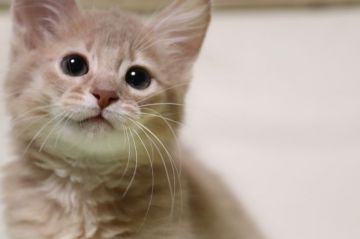 ソマリ【長野県・男の子・2019年10月29日・フォーン（長毛）】の写真「遊び大好き元気な男の子。」