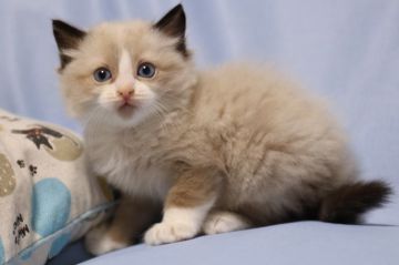 ラグドール【長野県・男の子・2018年3月31日・シールポイントバイカラー(濃い目)（長毛）】の写真「八割れ　元気で甘えん坊な男の子　」