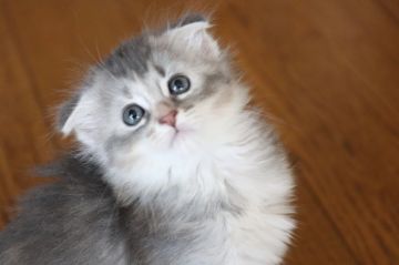 マンチカン【長野県・女の子・2017年6月5日・ソマリブルー（長毛）】の写真「長毛、綺麗なシルバーブルー色、折耳、足長」