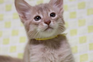 ソマリ【長野県・男の子・2020年3月9日・フォーン（長毛）】の写真「遊び好きな男の子」