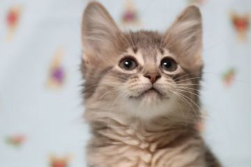 ソマリ【長野県・女の子・2019年10月29日・ブルー（長毛）】の写真「性格最高です、人懐っこく遊び大好きな女の子。」