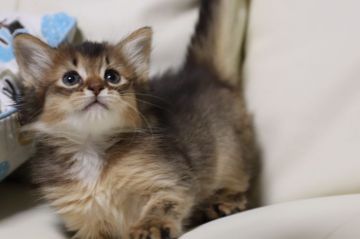 ソマリ【長野県・女の子・2017年12月9日・ルディ（長毛）】の写真「元気です。小さな体で素早く動き 遊び大好き。」