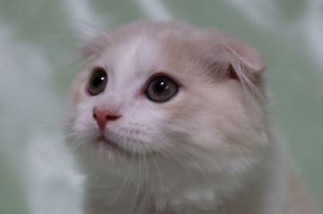 スコティッシュフォールド(折れ耳)【長野県・男の子・2017年6月17日・クリーム&ホワイト（ロング）】の写真「タビー無しうすく綺麗なクリーム色をした元気な男の子」