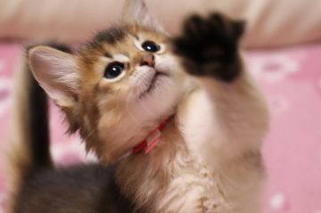 ソマリ【長野県・女の子・2018年8月1日・ルディ（長毛）】の写真「クリッとしたまん丸な瞳を持つ小顔美人の女の子　赤」