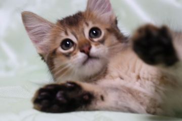 ソマリ【長野県・男の子・2018年8月1日・ルディ（長毛）】の写真「両親共ルディからの垂れ目で元気な丸顔の男の子　黄」