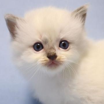 ラグドール【長野県・女の子・2022年9月15日・ブルーポイント（長毛）】の写真「まん丸可愛い女の子」