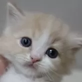 マンチカン(長足)【長野県・男の子・2024年1月27日・クリームタビー&ホワイト】の写真1「綺麗な色柄　クリームタビー＆ホワイト」