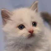 ラグドール【長野県・男の子・2023年7月18日・ブルーポイントバイカラー】の写真1