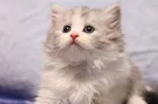 スコティッシュフォールド(立ち耳)【長野県・男の子・2021年9月28日・ブルーシルバータビー&ホワイト】の写真1「11/9撮影」