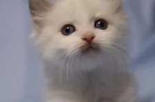 ラグドール【長野県・女の子・2018年2月8日・ブルーポイントバイカラー】の写真1