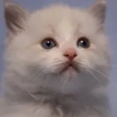 ラグドール【長野県・男の子・2023年7月18日・ブルーポイントバイカラー】の写真1