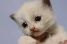 ラグドール【長野県・男の子・2017年1月21日・ブルーポイントバイカラー】の写真1