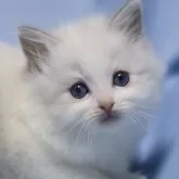 ラグドール【長野県・女の子・2024年4月10日・ブルーポイントバイカラー】の写真1