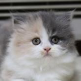 ブリティッシュロングヘア