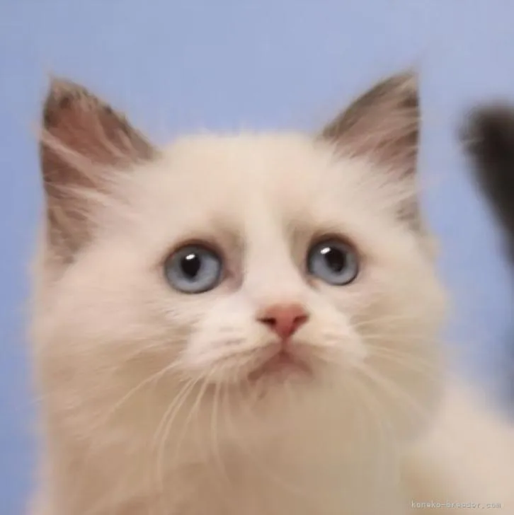ID：2208-00701の子猫