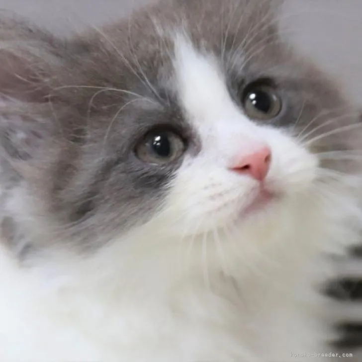 rupatora 様のお迎えした子猫