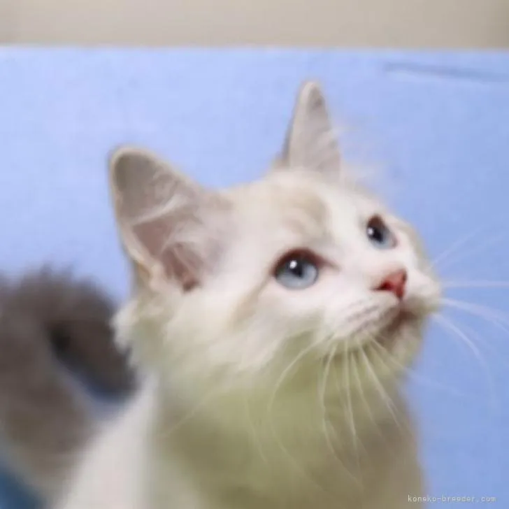 ふぅた 様のお迎えした子猫