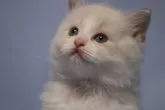 ラグドール【長野県・男の子・2023年7月18日・ブルーポイントバイカラー】の写真2