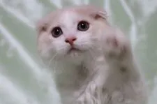 スコティッシュフォールド(折れ耳)【長野県・男の子・2017年6月17日・クリーム&ホワイト】の写真2「8/31撮影」