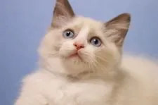 ラグドール【長野県・男の子・2022年7月3日・ブルーポイントバイカラー】の写真2「9/15撮影」