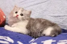 スコティッシュフォールド(立ち耳)【長野県・男の子・2021年9月28日・ブルーシルバータビー&ホワイト】の写真2「11/9撮影」