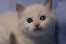 ラグドール【長野県・女の子・2018年2月8日・ブルーポイントバイカラー】の写真2