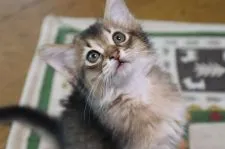 ソマリ【長野県・男の子・2017年6月20日・ルディ】の写真2「8/16撮影」