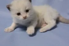 ラグドール【長野県・男の子・2017年1月21日・ブルーポイントバイカラー】の写真3