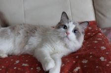 ラグドール【・男の子・2019年2月5日・ブルーポイントバイカラー】