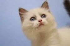 ラグドール【長野県・女の子・2022年7月3日・ブルーポイントバイカラー】の写真3「9/15撮影」