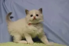 ラグドール【長野県・女の子・2018年9月27日・ブルーポイントバイカラー】の写真3「11/6撮影　この角度が一番綺麗な八割れが分かります。」