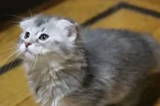 マンチカン【長野県・女の子・2017年6月5日・ソマリブルー】の写真3「7/30撮影」