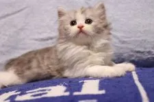 スコティッシュフォールド(立ち耳)【長野県・男の子・2021年9月28日・ブルーシルバータビー&ホワイト】の写真3「11/9撮影」