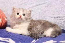 スコティッシュフォールド(立ち耳)【長野県・男の子・2021年9月28日・ブルーシルバータビー&ホワイト】の写真4「11/9撮影」