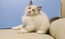 ラグドール【長野県・男の子・2022年7月3日・ブルーポイントバイカラー】の写真4「9/15撮影」