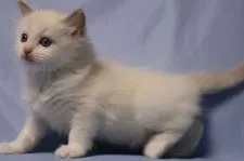 ラグドール【長野県・女の子・2018年2月8日・ブルーポイントバイカラー】の写真4