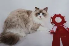 ラグドール【長野県・女の子・2017年1月21日・シールポイントバイカラー】の写真5「パパです」