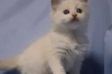 ラグドール【長野県・女の子・2018年2月8日・ブルーポイントバイカラー】の写真5