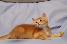 マンチカン(長足)【長野県・男の子・2018年9月24日・レッド(タビー無のソマリレッド)】の写真5「11/27撮影」