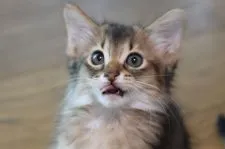 ソマリ【長野県・男の子・2017年6月20日・ルディ】の写真5「8/16撮影」