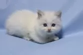 ラグドール【長野県・女の子・2024年4月10日・ブルーポイントバイカラー】の写真5