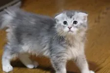 マンチカン【長野県・女の子・2017年6月5日・ソマリブルー】の写真5「7/30撮影」